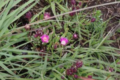 Delosperma katbergense