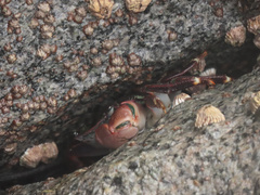 Pachygrapsus crassipes