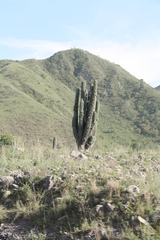 Trichocereus terscheckii