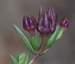 Delosperma katbergense