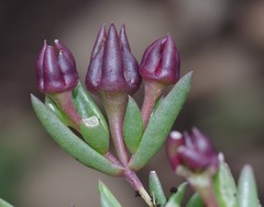 Delosperma katbergense