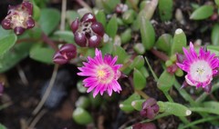 Delosperma katbergense