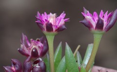 Delosperma katbergense