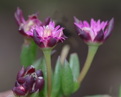 Delosperma katbergense