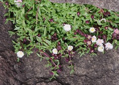 Delosperma katbergense