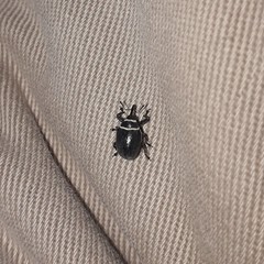 Rhyssomatus marginatus