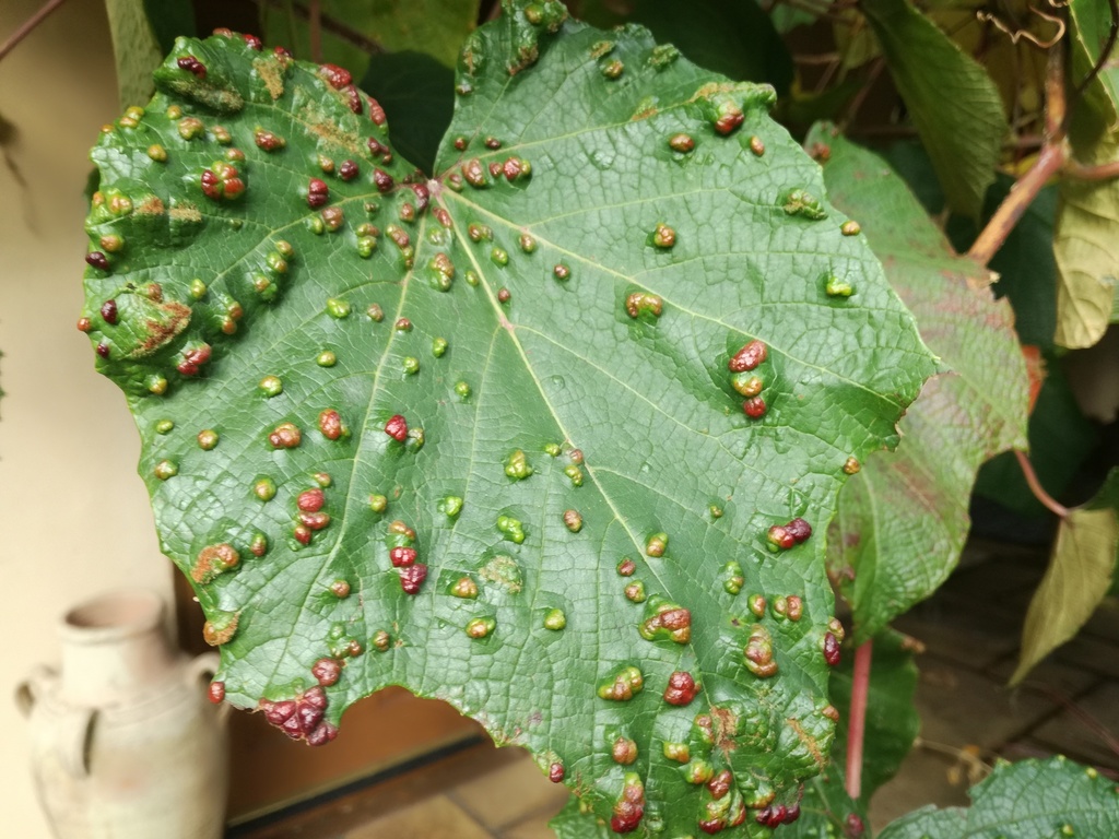 Grape Erineum Mite, photo 1 of 10