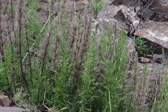 Bergbambos tessellata