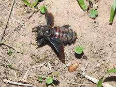 Xylocopa nigrocincta