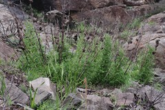 Bergbambos tessellata