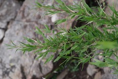 Bergbambos tessellata