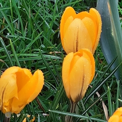 Crocus chrysanthus