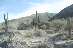 Trichocereus terscheckii