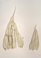 Brachythecium campestre