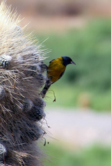 Phrygilus