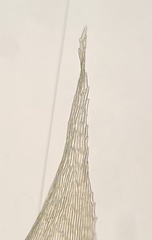 Brachythecium campestre