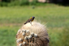 Phrygilus