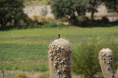 Phrygilus