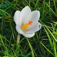 Crocus vernus