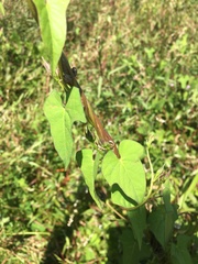 Ipomoea indivisa