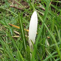 Crocus vernus