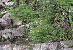 Bergbambos tessellata