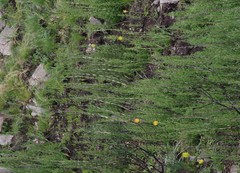 Bergbambos tessellata