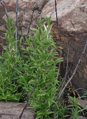 Bergbambos tessellata