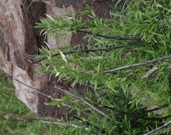 Bergbambos tessellata