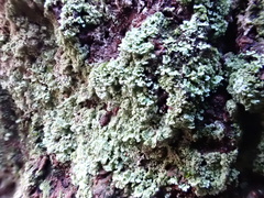Cladonia incrassata