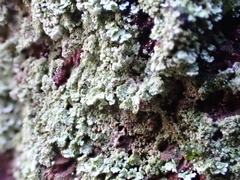 Cladonia incrassata