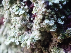 Cladonia incrassata