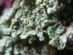 Cladonia incrassata