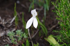 Brownleea macroceras