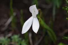 Brownleea macroceras