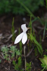 Brownleea macroceras