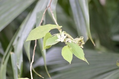 Dicraspidia donnell-smithii