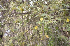 Dicraspidia donnell-smithii