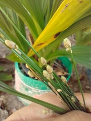 Bulbostylis conifera