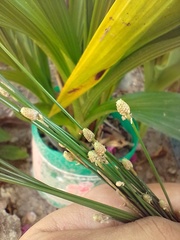 Bulbostylis conifera