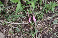 Hesperantha huttonii