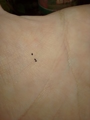 Bulbostylis conifera