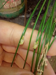 Bulbostylis conifera