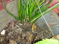 Bulbostylis conifera