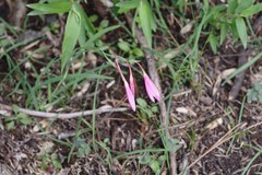 Hesperantha huttonii