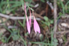 Hesperantha huttonii