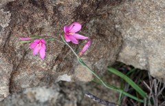 Hesperantha huttonii