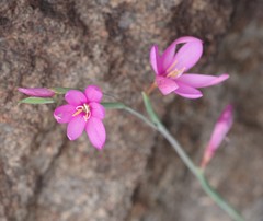 Hesperantha huttonii