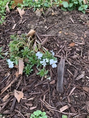 Viola bicolor
