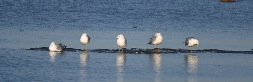 Ring-billed Gull photographed in Missouri